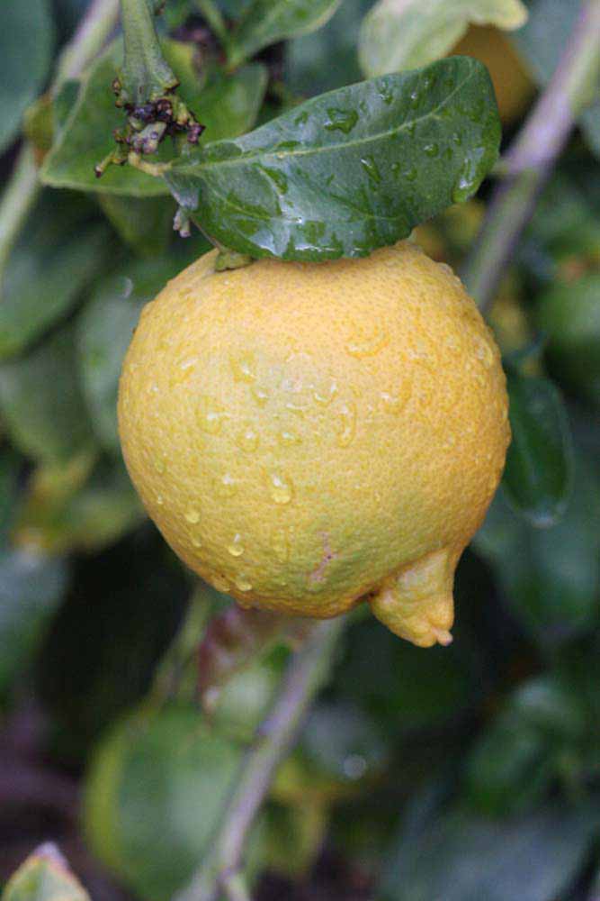            Fruit (Corona Foothill, Riverside, CA)   